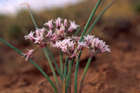 wild onion